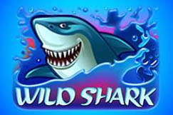 Wild Shark